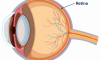 Retina: la parte de tus ojos que hace posible que veas el mundo